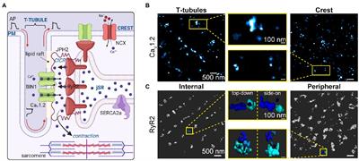 Nanoscale Organization, Regulation, and Dynamic Reorganization of Cardiac Calcium Channels